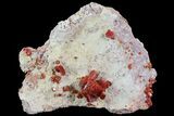 Large, Lustrous, Ruby Red Vanadinite Formation - Morocco #80540-4